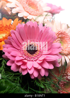 Chiusura del bouquet di fiori la messa a fuoco su grandi pink gerbera, circondato da altri colori e fogliame Foto Stock