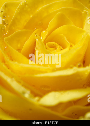 In prossimità di una singola rosa gialla di gocce di acqua visibili sui petali Foto Stock