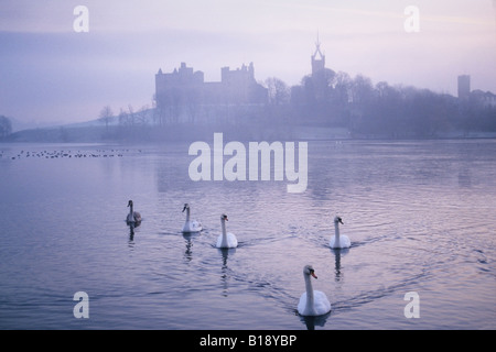 Cigni a Linlithgow Loch Foto Stock