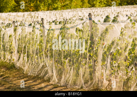 Rete impiegata per proteggere le uve da uccelli a vigneto in Niagara Peninsula, Ontario, Canada. Foto Stock