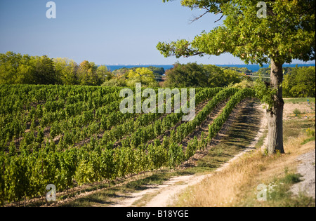 Vigna Sul banco Beamsville, Niagara Peninsula, Ontario, Canada. Foto Stock