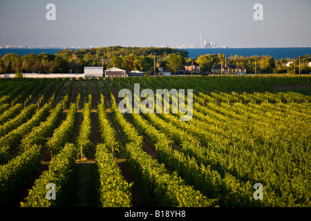 Pinot Nero crescente sul vigneto in Niagara Peninsula vicino a Grimsby, Ontario, Canada. Foto Stock