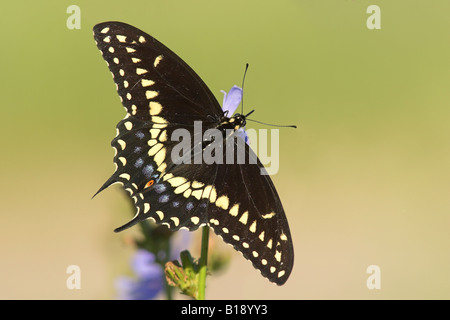 Un Nero a coda di rondine (farfalla Papilio polyxenes) su un impianto di cicoria a Etobicoke, Ontario, Canada. Foto Stock