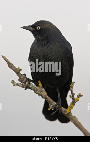 Un maschio Brewers Blackbird (Euphagus cyanocephalus) appollaiato su un ramo in Victoria, British Columbia, Canada. Foto Stock