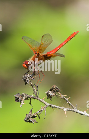 Un Cardinale Meadowhawk Dragonfly (Sympetrum illotum) appollaiato su un ramo spinoso in Victoria, British Columbia, Canada. Foto Stock