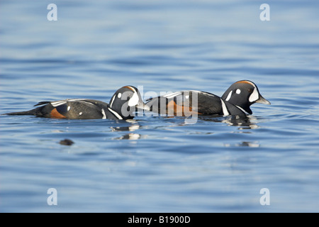 Due maschio Arlecchino anatre (Histrionicus histrionicus) in Victoria, British Columbia, Canada. Foto Stock