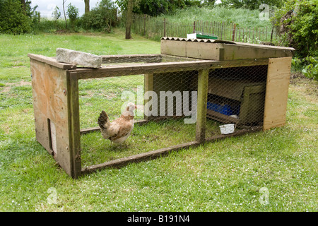 Baby polli pulcini e chioccia con un colpo di stato militare Hampshire Inghilterra Foto Stock