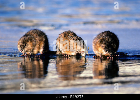 Svernamento topi muschiati (Ondatra zibethicus) mangiare lampade subacquee sul bordo del ghiaccio, centro di Alberta, Canada Foto Stock