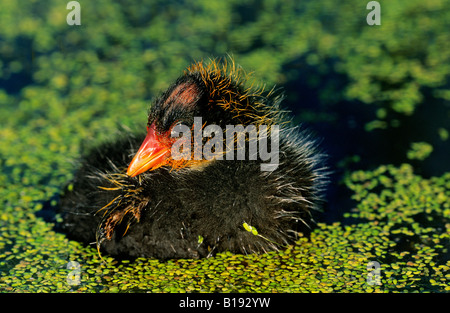 Appena schiuse American folaga (fulica americana) pulcino, Alberta, Canada. Foto Stock