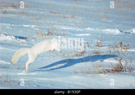 Arctic Fox (Alopex lagopus) a caccia di lemmings, costiere della Baia di Hudson, arctic Manitoba, Canada Foto Stock
