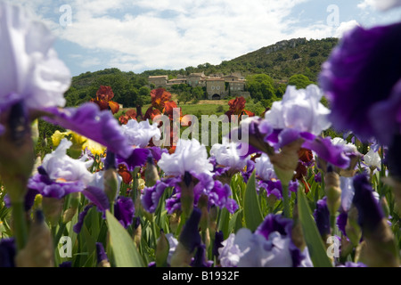 La coltivazione di Iris (Iris germanica) in Ardeche (Francia). Cultura d'iride (iris germanica) en Ardèche (Francia). Foto Stock