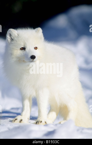 Adulto Arctic Fox (Alopex lagopus) foraggio sulla riva della baia di Hudson, arctic Manitoba, Canada Foto Stock