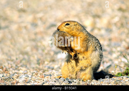 Una madre terra artica squirrel ( Spermophilus parryii) porta il neonato giovani ad una nuova tana. Canada Artico. Foto Stock