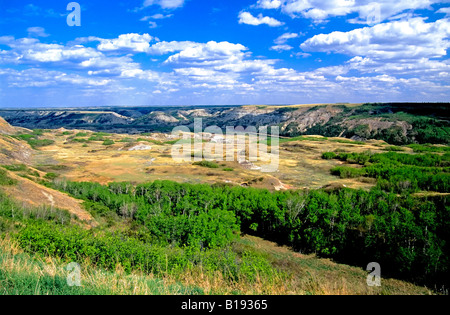 Isola secca, Buffalo Jump Parco Provinciale, Alberta, Canada. Foto Stock