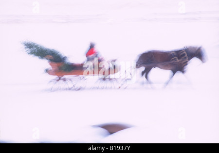 Portando un taglio fresco vacanze di Natale albero, un giovane torna a casa in loro un cavallo con slitta aperta. Foto Stock