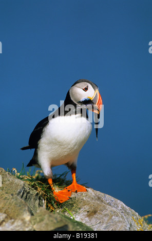 Adulto Atlantic puffin (Fratercula arctica) con un becco pieno di sabbia lance, Terranova, Canada orientale Foto Stock