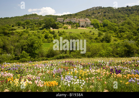 La coltivazione di Iris (Iris germanica) in Ardeche (Francia). Cultura d'iride (iris germanica) en Ardèche (Francia). Foto Stock