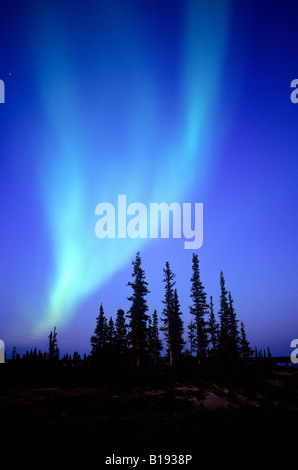 Le luci del nord (aurora boreale) ampi attraverso il cielo di autunno di northern Alberta, Canada Foto Stock