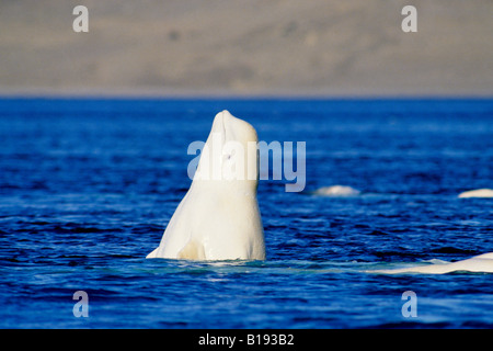 Adulto di balene beluga (Delphinapterus leucas) graffiare la pelle sul fondo di ghiaia di un flusso di acqua dolce per assistere nella muta, Foto Stock