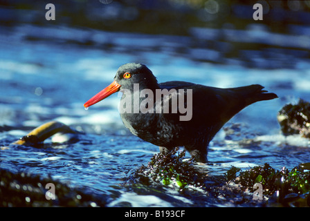 Adulto nero (oystercatcher Haematopus bachmani) rovistando nella zona intercotidale, costiere British Columbia, Canada Foto Stock