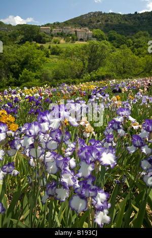 La coltivazione di Iris (Iris germanica) in Ardeche (Francia). Cultura d'iride (iris germanica) en Ardèche (Francia). Foto Stock