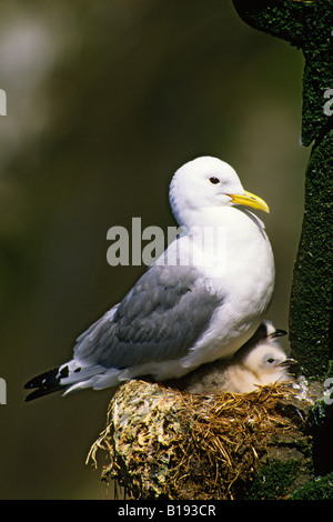 Nero adulto zampe (kittiwake Rissa tridactyla) meditabondo due pulcini su una scogliera nido, Terranova, Canada orientale Foto Stock