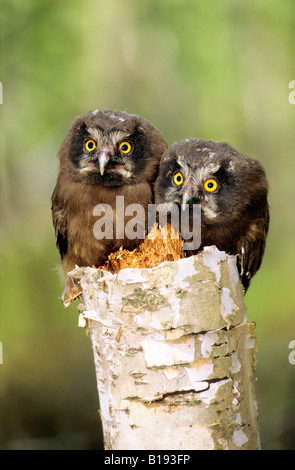 Giovani boreal owl pulcini (Aegolius funereus), Northern Alberta, Canada. Foto Stock