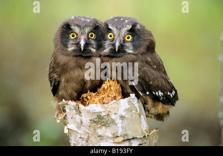 Giovani boreal owl pulcini (Aegolius funereus), Northern Alberta, Canada. Foto Stock