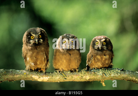 Giovani boreal owl pulcini (Aegolius funereus), Northern Alberta, Canada. Foto Stock