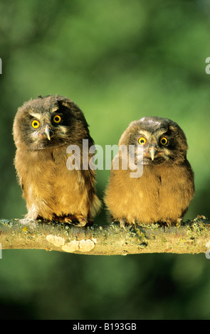 Owlets boreale (Aegolius funereus), Northern Alberta, Canada Foto Stock