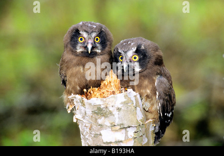 Giovani boreal owl pulcini (Aegolius funereus), Northern Alberta, Canada. Foto Stock