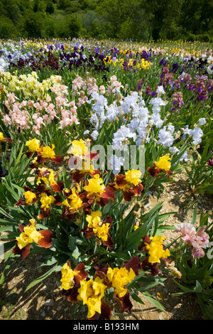 La coltivazione di Iris (Iris germanica) in Ardeche (Francia). Cultura d'iride (iris germanica) en Ardèche (Francia). Foto Stock