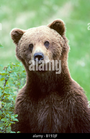 Subadult l'orso bruno (Ursus arctos) permanente per esaminare un altro recare nelle vicinanze, British Columbia, Canada Foto Stock