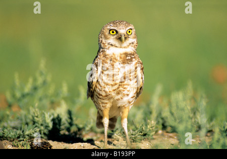 Adulto scavando la civetta (Athene cunicularia) in piedi accanto alla sua nidificazione scavano, prairie Alberta, Canada. Foto Stock