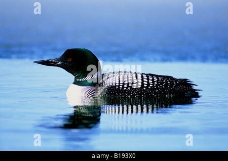 Adulto loon comune (Gavia immer), Saskatchewan, Canada. Foto Stock