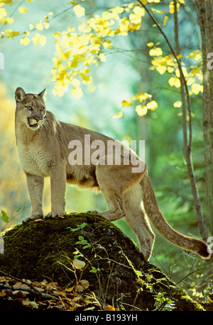 Femmina adulta cougar (Puma concolor), Alberta, Canada. Foto Stock