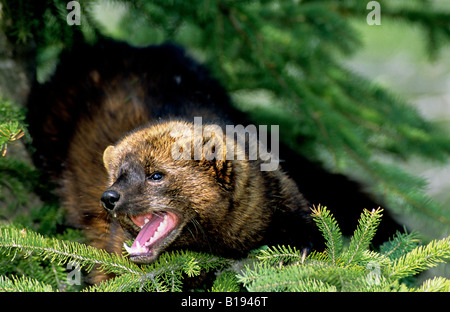 Adulto fisher (Martes pennanti) in una struttura ad albero di abete rosso, Alberta, Canada. Foto Stock