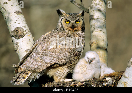 Femmina adulta grande gufo cornuto (Bubo virginianus) e due settimane vecchio pulcino, southern Alberta, Canada Foto Stock