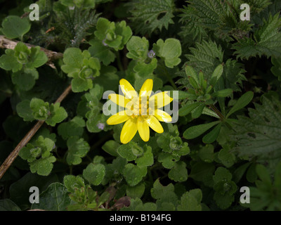 Lesser Celandine Ranunculus ficaria Foto Stock