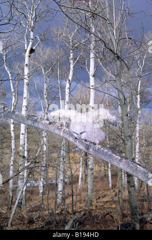 Accoccolato grande gufo cornuto (Bubo virginianus) che era caduta fuori del nido in alto sullo sfondo, southern Alberta, Canada Foto Stock