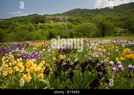 La coltivazione di Iris (Iris germanica) in Ardeche (Francia).La cultura d'iride (iris germanica) en Ardèche (Francia). Foto Stock