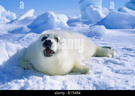 Arpa neonato guarnizione (Phoca groenlandica) pup (camice bianco), Golfo del fiume San Lorenzo, Canada. Foto Stock