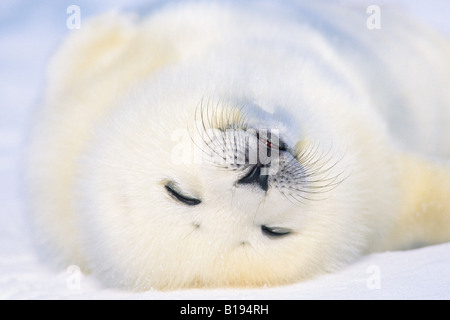 Week-vecchia guarnizione arpa (Phoca groenlandica) pup (camice bianco), Golfo del fiume San Lorenzo, Canada. Foto Stock