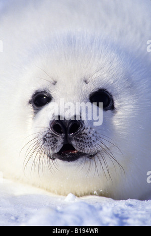 Week-vecchia guarnizione arpa (Phoca groenlandica) pup (camice bianco), Golfo del fiume San Lorenzo, Canada. Foto Stock