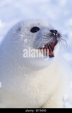 Week-vecchia guarnizione arpa (Phoca groenlandica) pup (camice bianco), Golfo del fiume San Lorenzo, Canada. Foto Stock