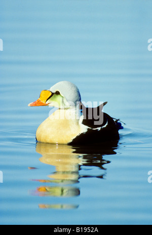 Re maschio eider (Somateria spectabilis) nuotare in una riva di piombo, banche Isola, Northwest Territories, Canada Artico Foto Stock