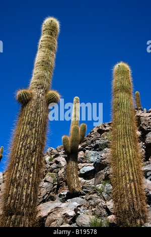 Cardon Grande Cactus che cresce in Cactus Canyon vicino a San Pedro de Atacama nel deserto di Atacama nel Cile settentrionale Foto Stock