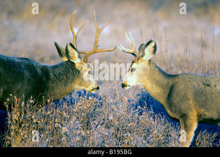 Il combattimento Mule Deer (Odocoileus hemionus) bucks durante l'autunno rut, Alberta, Canada Foto Stock