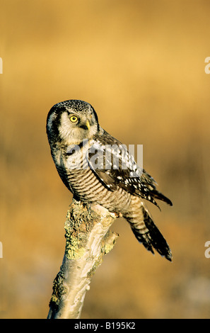 Adulto northern hawk owl (surnia ulula), la caccia in inverno, northern Alberta, Canada Foto Stock