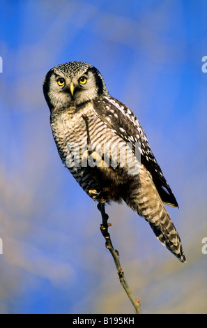 Adulto northen hawk owl (surnia ulula) caccia in inverno, northen Alberta, Canada Foto Stock